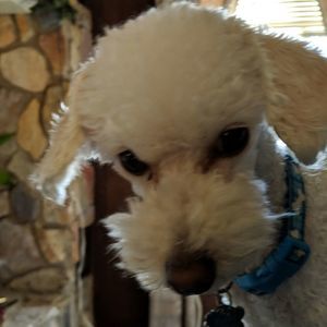 Meet your Posher, Cheryl